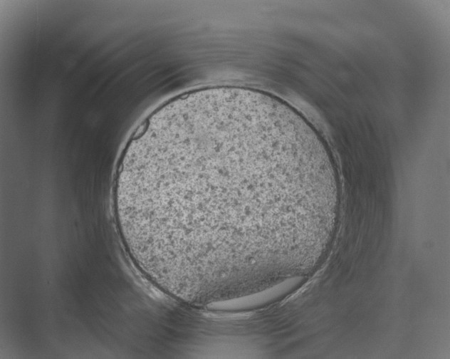 X0000071961296200608041609