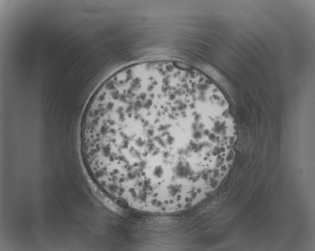 X0000071961431200608041607