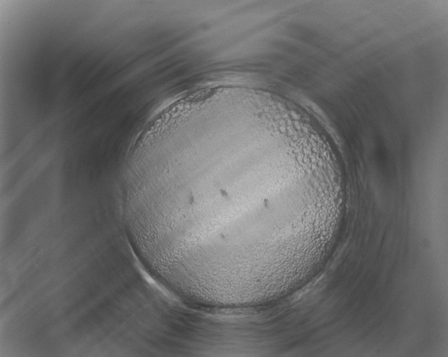 X0000071961433200608041607