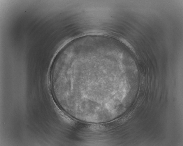 X0000071961466200608041606