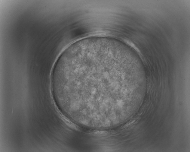 X0000071961467200608041606