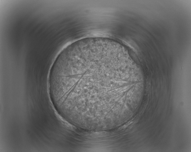 X0000071961471200608041606