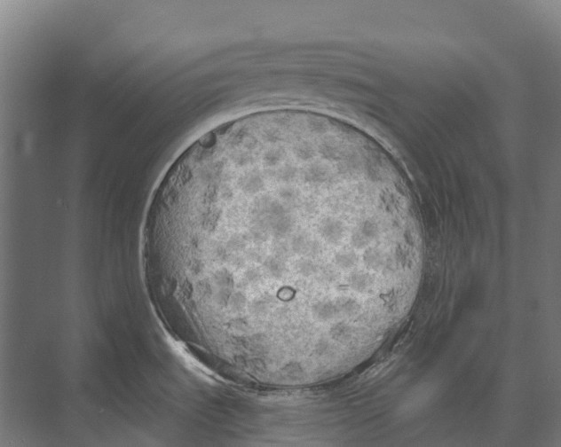 X0000071961535200608041606