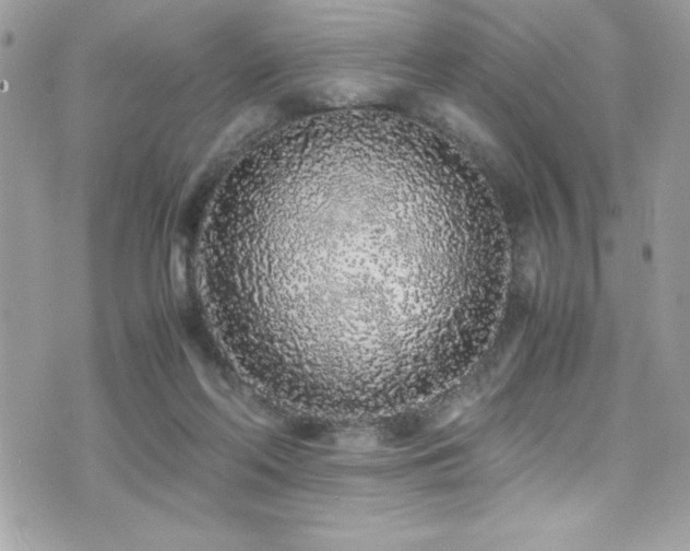 X0000071970214200607071526