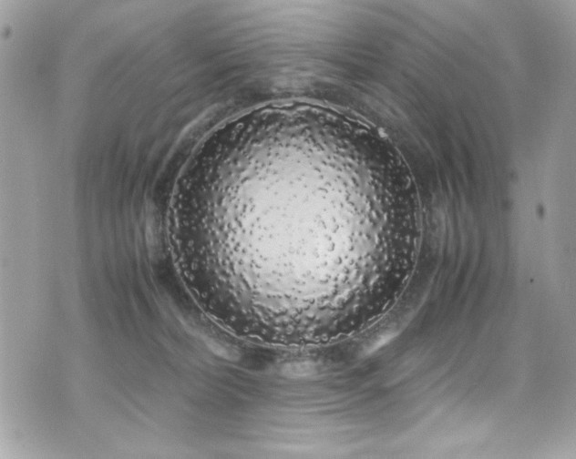 X0000071970228200607071526