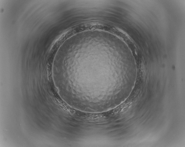 X0000071970823200607071515
