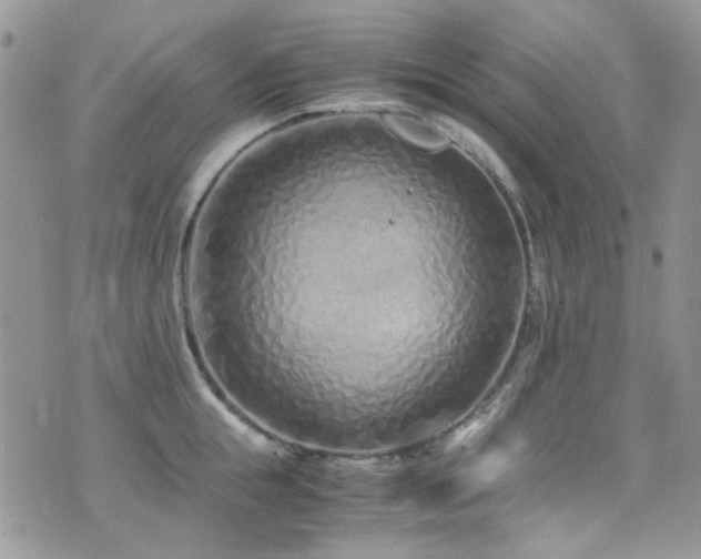 X0000071970855200607071516