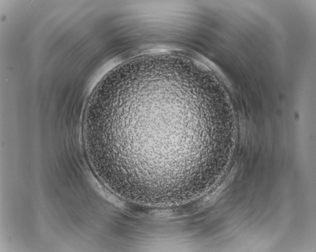 X0000071971194200607071510