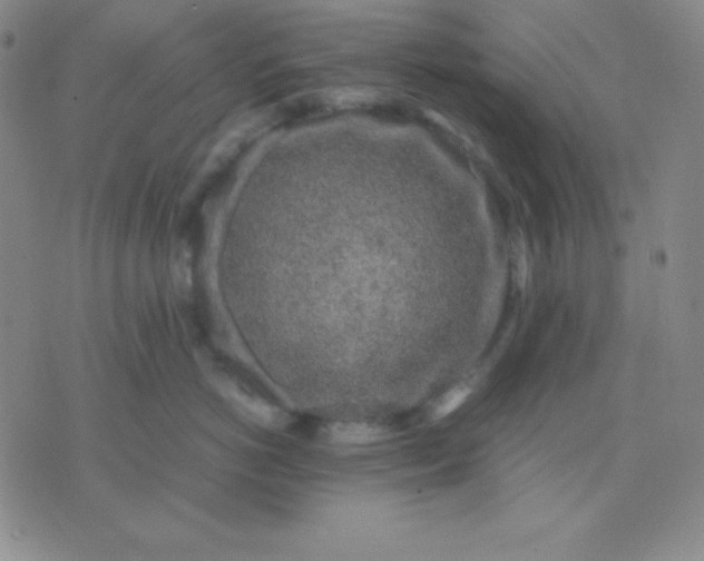 X0000071970766200607282058