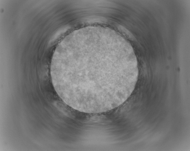 X0000071970824200607282056