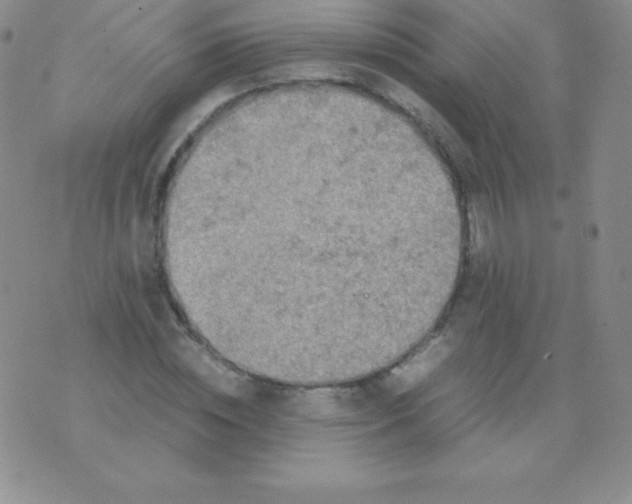 X0000071970828200607282056