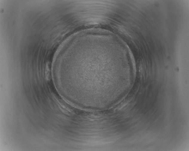 X0000071970868200607282055