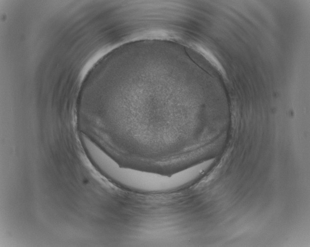 X0000071970944200607282054