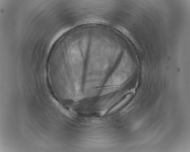 X0000071971024200607282053