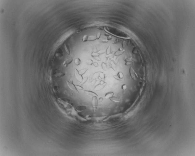 X0000071971241200607282050