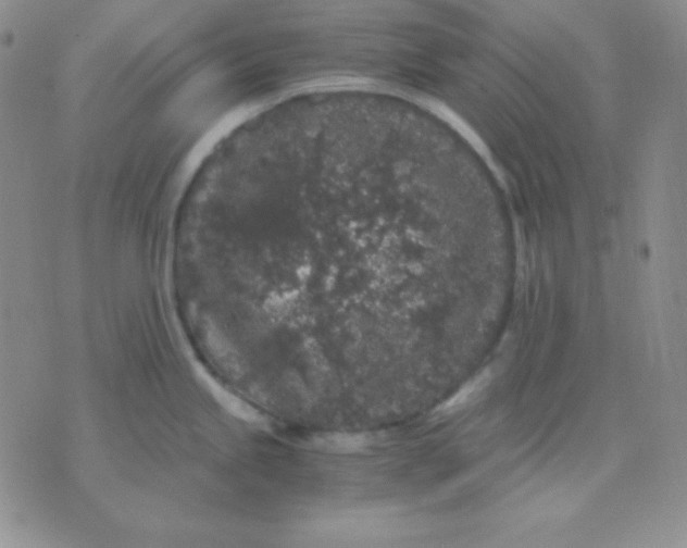 X0000071971245200607282050