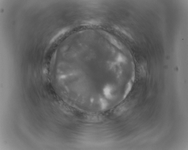 X0000071971254200607282049