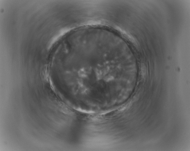 X0000071971262200607282049