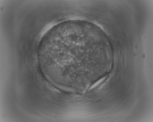 X0000071971263200607282049