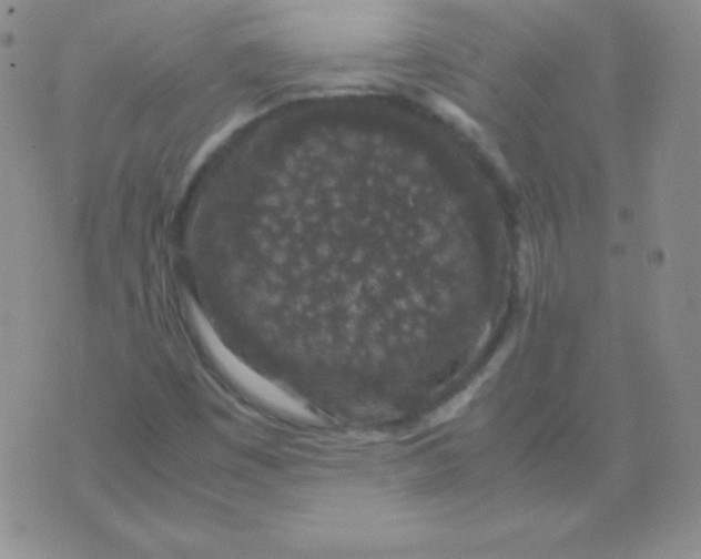 X0000071971449200607282046