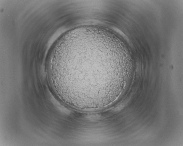 X0000071971466200607282046