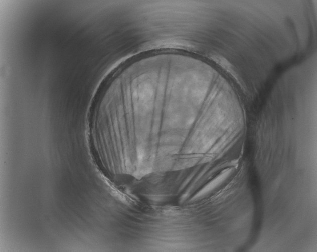 X0000071971024200608041640