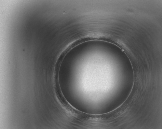 X0000072490440200607290044