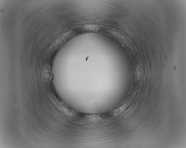 X0000072490424200608041421