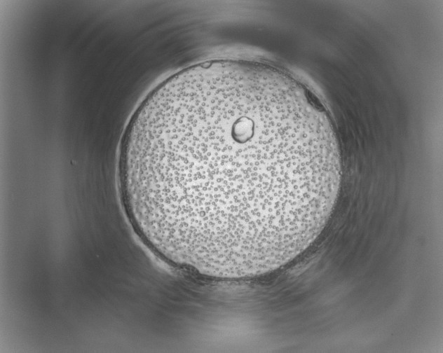 X0000072491103200608111555