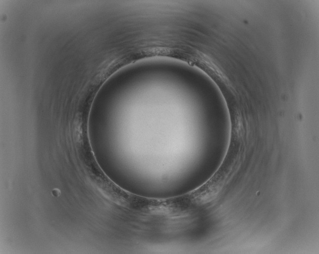 X0000072500259200607141137