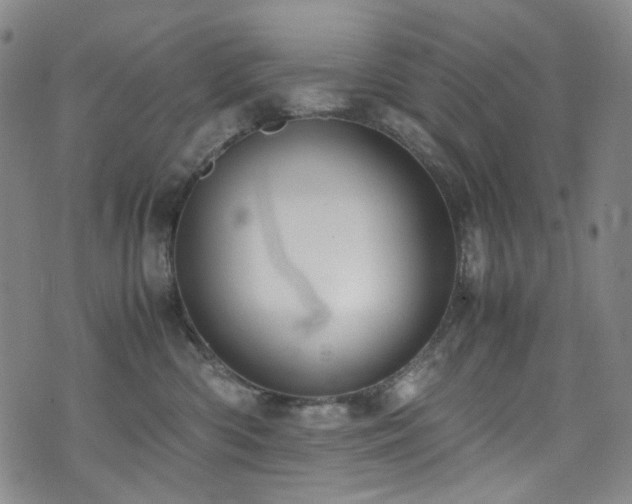 X0000072500426200607141134