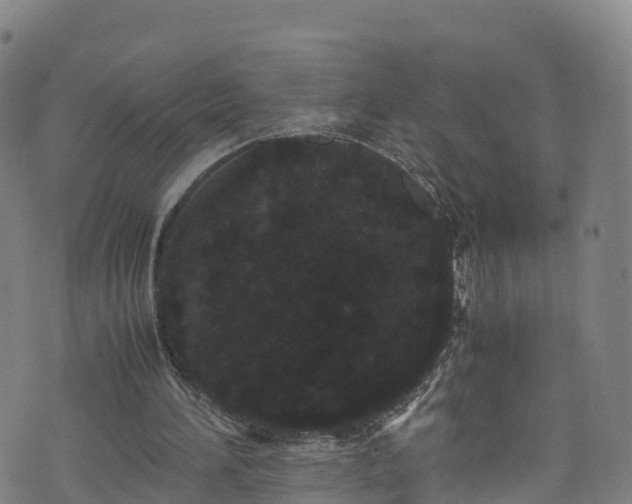 X0000072500196200607211258