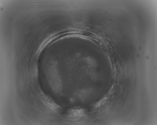 X0000072500247200607211256