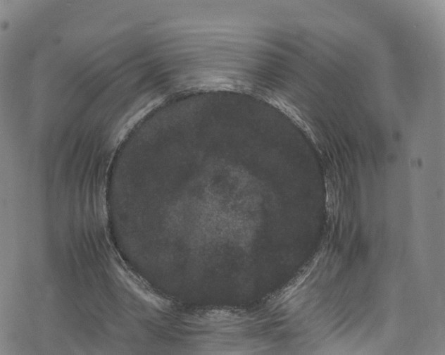 X0000072500390200607211255