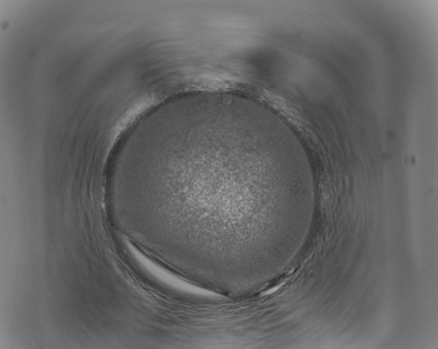 X0000072500679200607211250