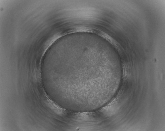 X0000072500828200607211247