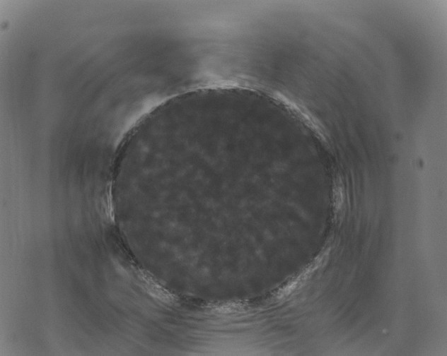 X0000072501262200607211240