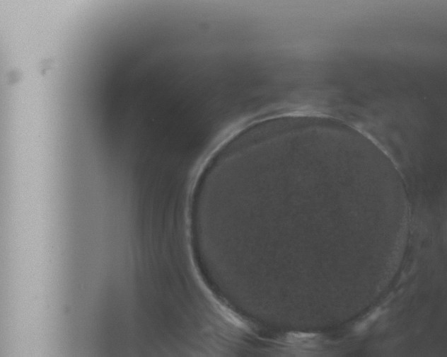 X0000072500055200607290116