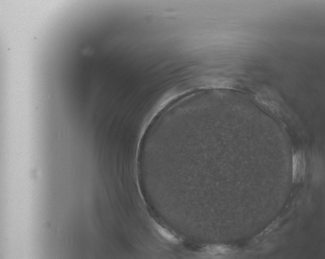 X0000072500195200607290114