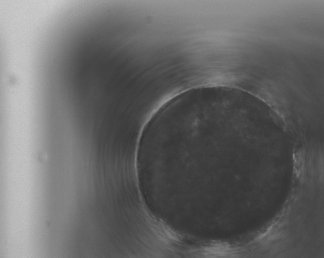 X0000072500196200607290114