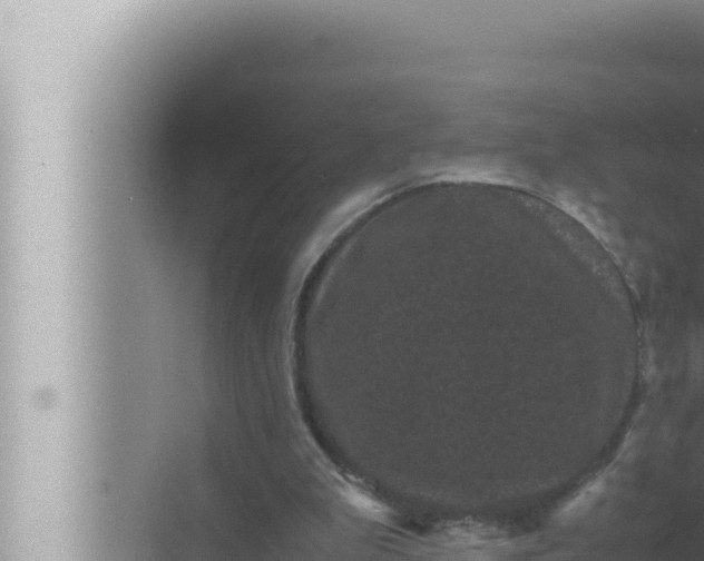 X0000072500199200607290114