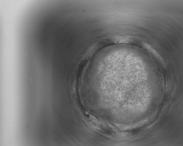 X0000072500209200607290114