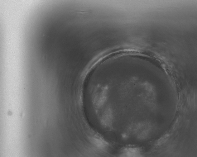 X0000072500247200607290113