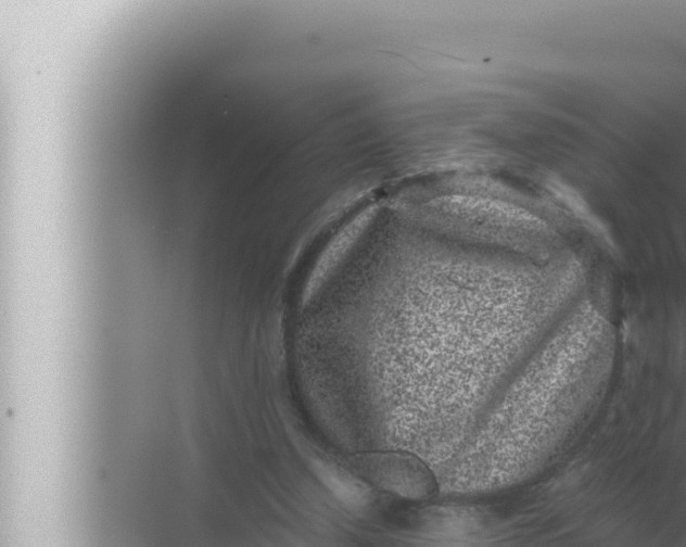 X0000072500250200607290113