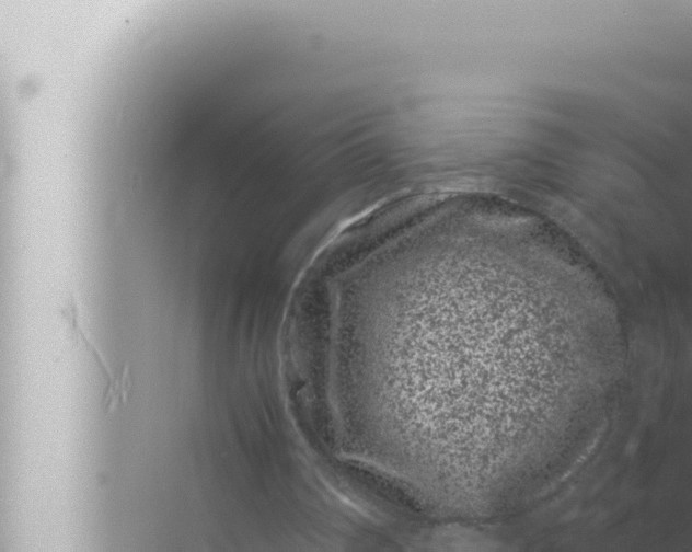 X0000072500290200607290113