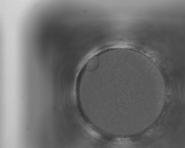 X0000072500296200607290113