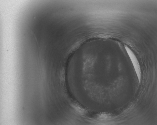 X0000072500303200607290113