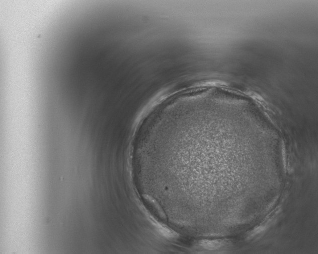 X0000072500341200607290111