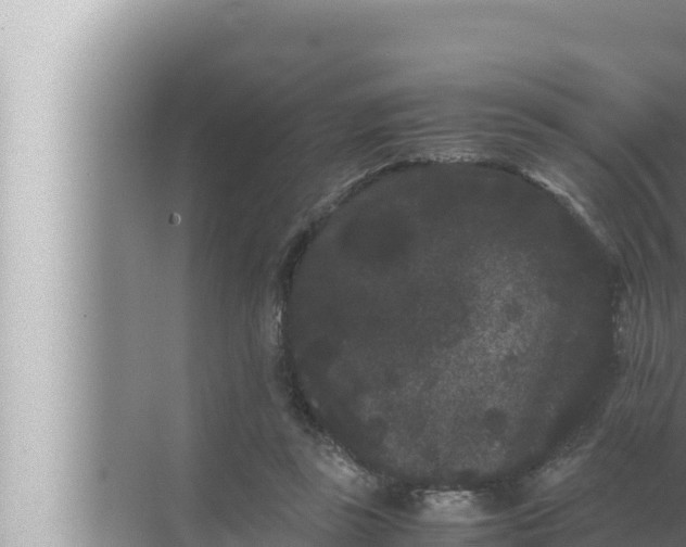 X0000072500355200607290111