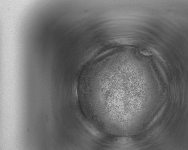 X0000072500398200607290111